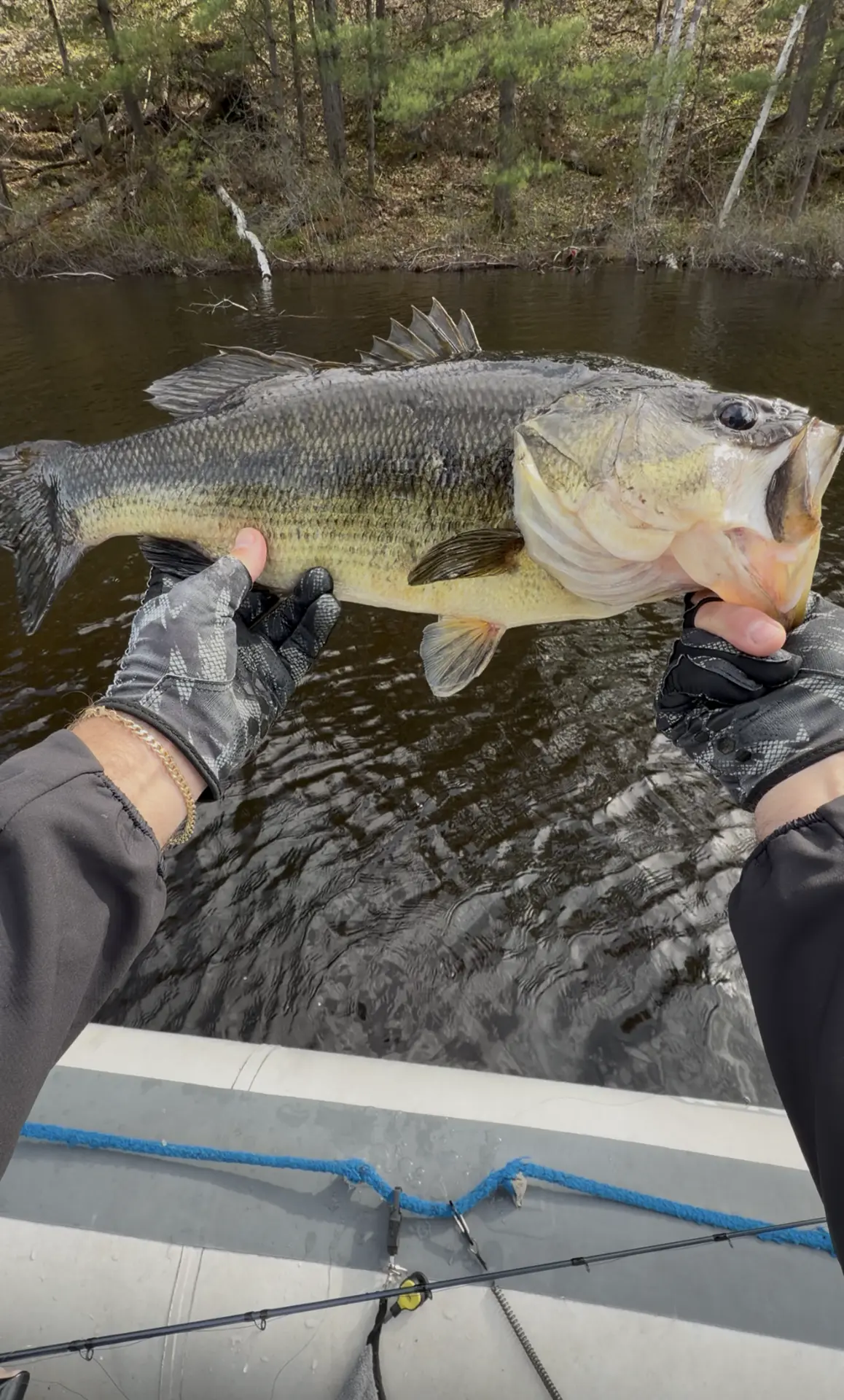 A large largemouth bass held over the water in fishing gloves