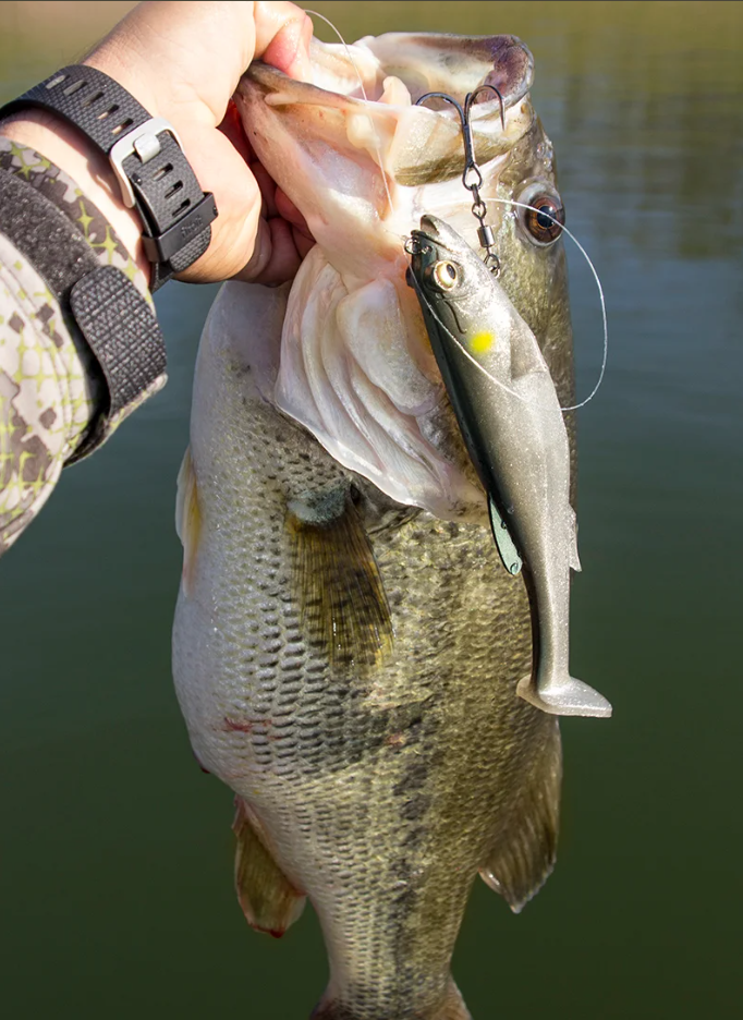 Bass held with a large swimbait hooked in its mouth