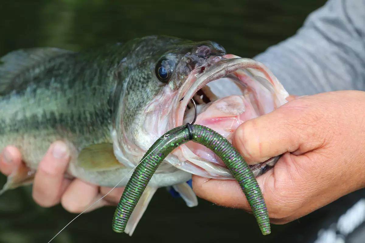 Bass caught on a green soft-plastic worm