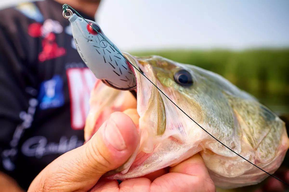 Bass caught on a topwater frog lure